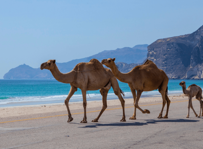 Fabled Castles of East Salalah