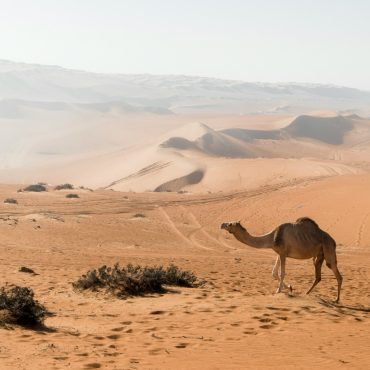 Wahiba Sands